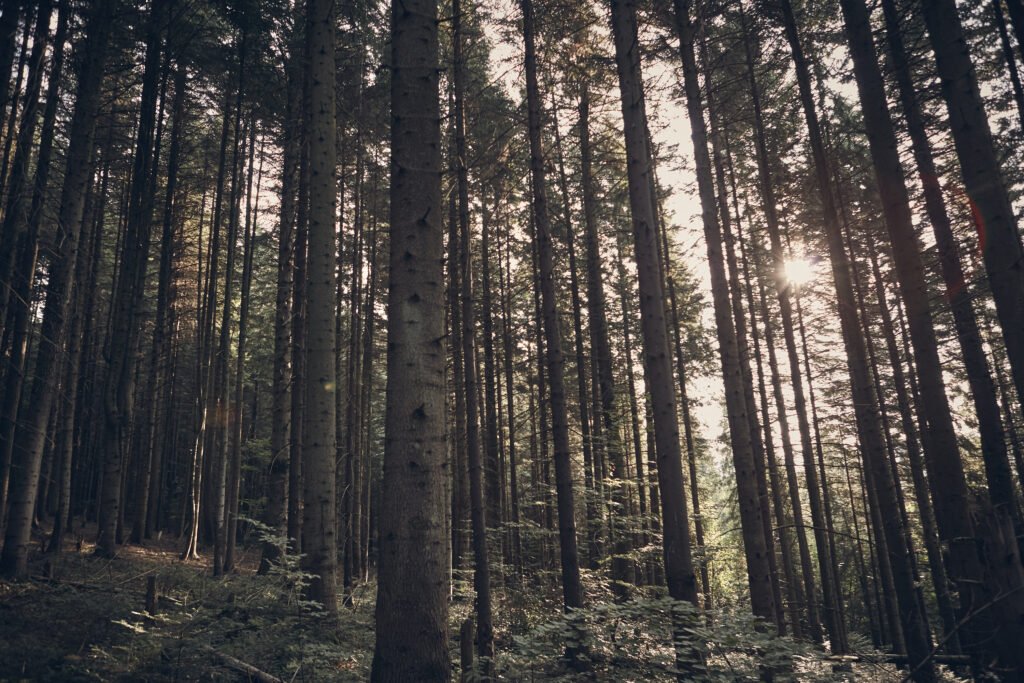 Sunlit woodland near the studio